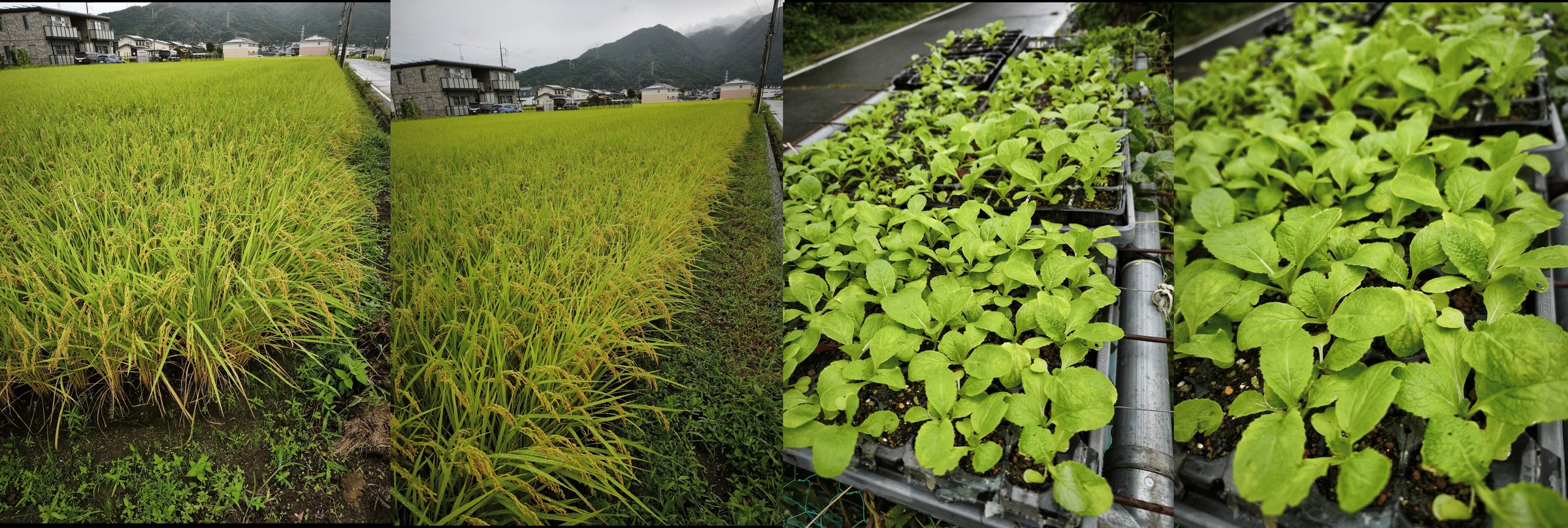 田んぼの稲と白菜の苗（4枚つなぎ、2026年9月7日撮影）