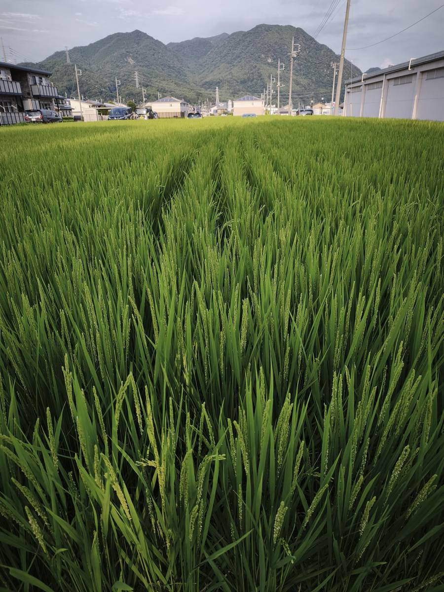 田んぼの様子
