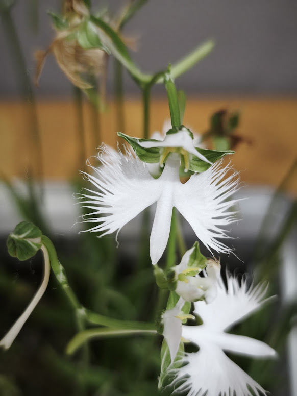一輪のさぎ草