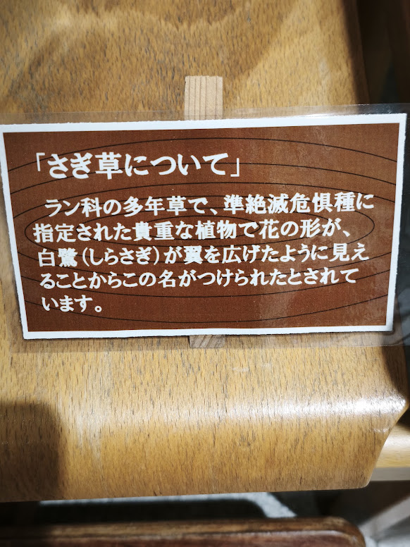 さぎ草について